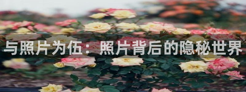 香蕉文化__小说漫画